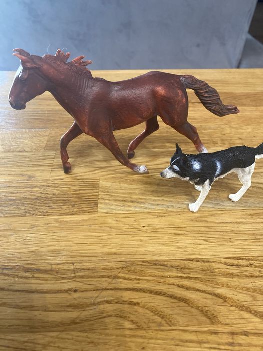 Collecta konik i pies