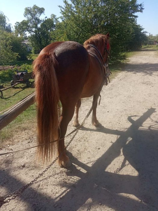 Продається кобила!