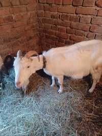 Продам козу другий окот породи ламанча або обміняю на мале свиня