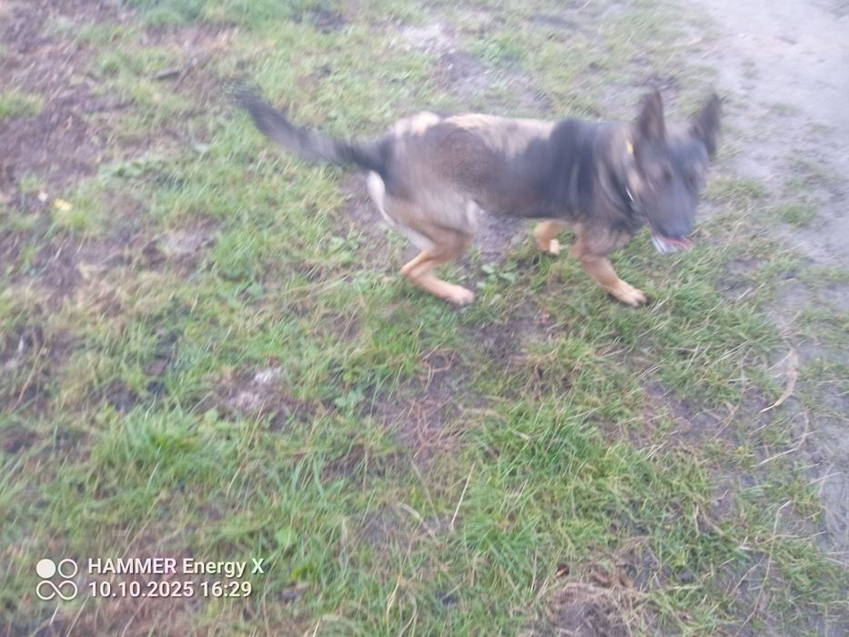 owczarek belgijski pies 10 miesięcy rodowód po szkoleniu