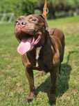 Pit Bull Red Nose -dziewczynka szuka domu -schronisko Zgierz -aktualne
