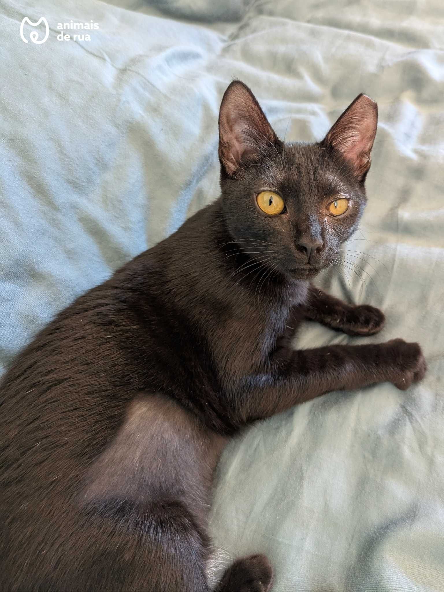 Lila | Para Adoção