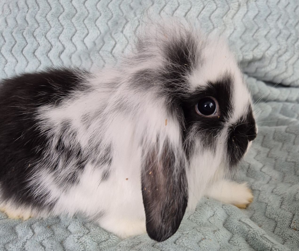 Królik miniaturka Mini Lop