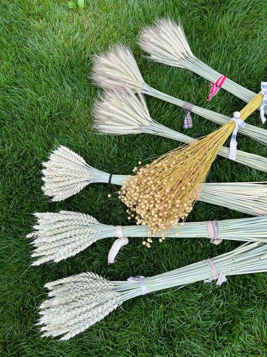 Льон, Пшениця, Овес, жито, нігела, фаляріс, сухоцвіти, соломка павука