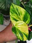 Epipremnum aureum white sport piękne epi