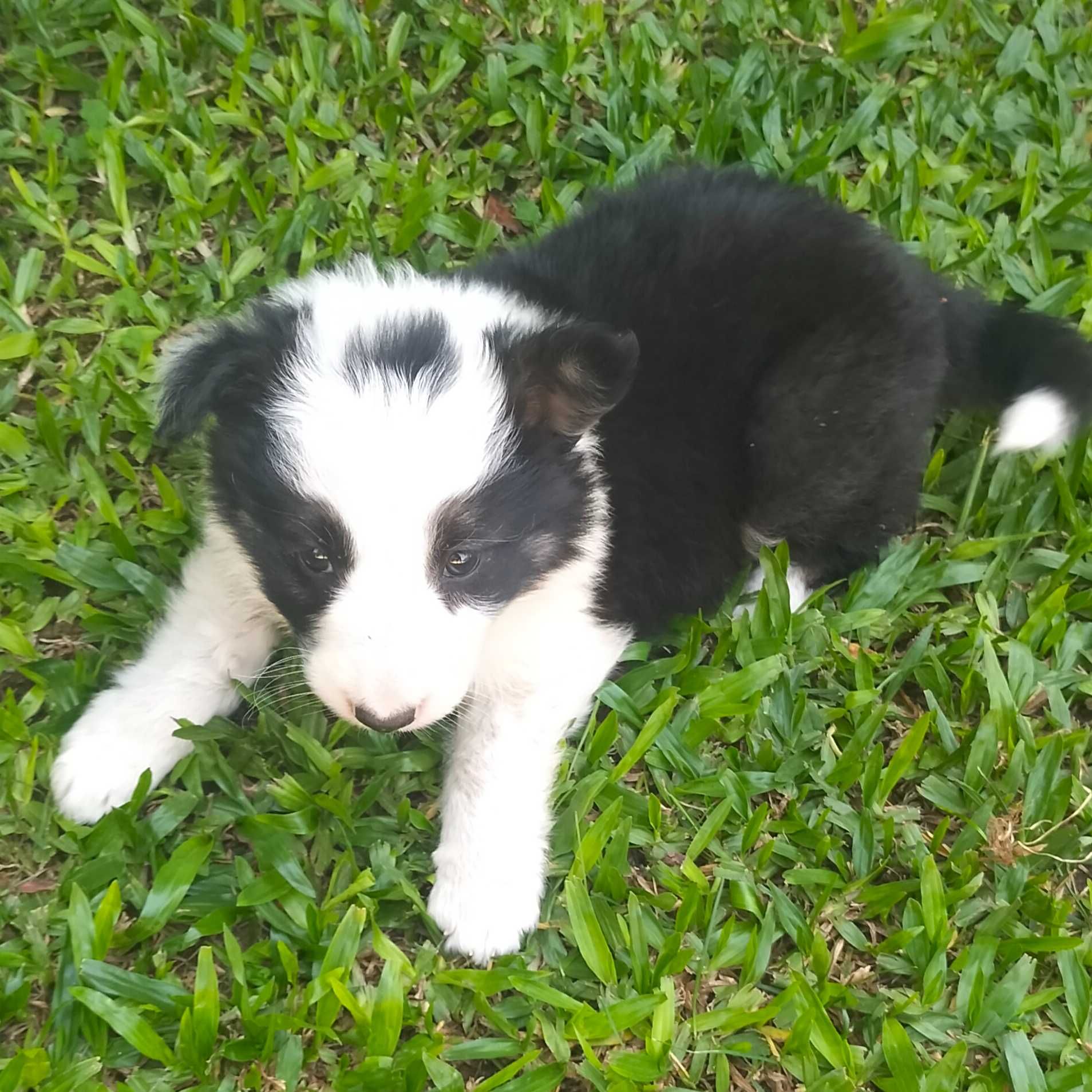 Border collie tricolor