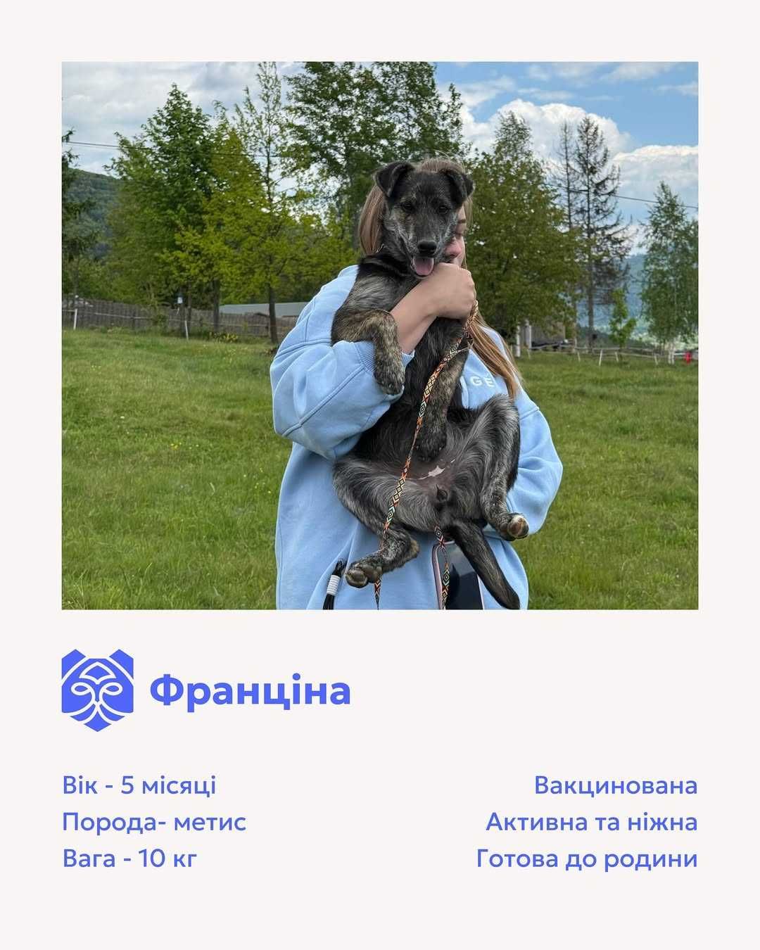 Франціна, метис, шукає дім | Центр адопції Зачин
