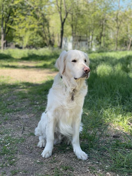 Вязка Золотистого Ретривера