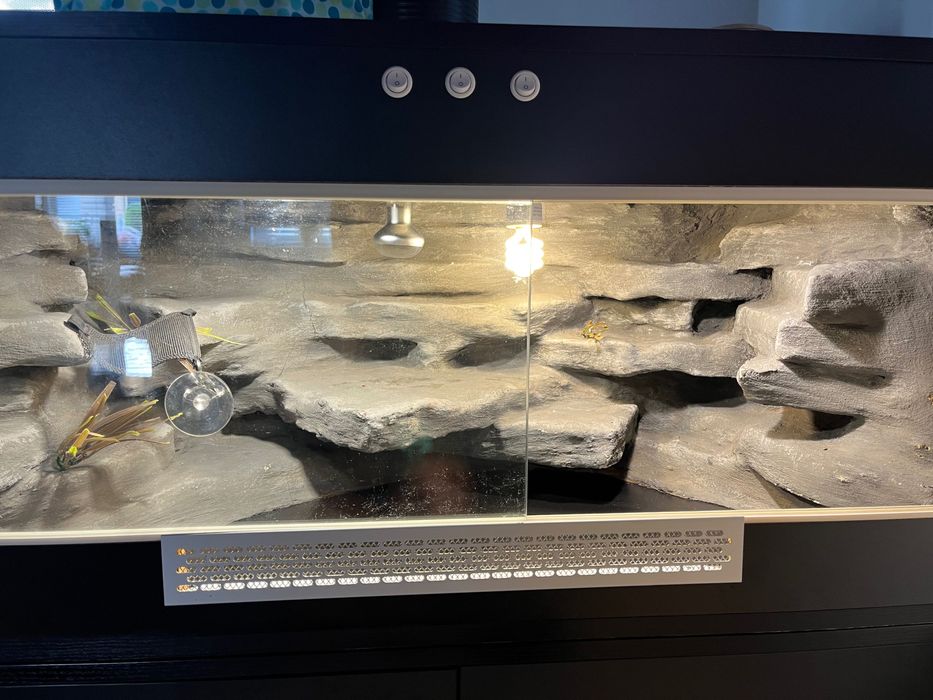 Terrarium dla jaszczurki + akcesoria