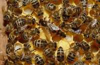 Продам бджолосім'ї  Українська степова з рамками системи  Дадан