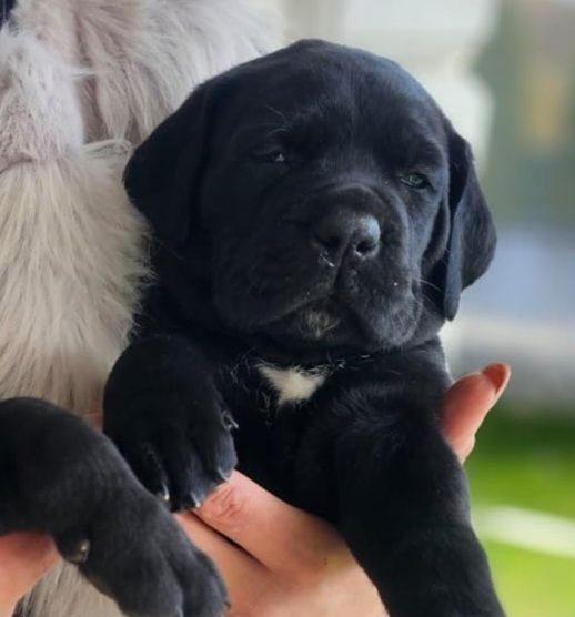 Cane Corso Italiano Zkwp FCI