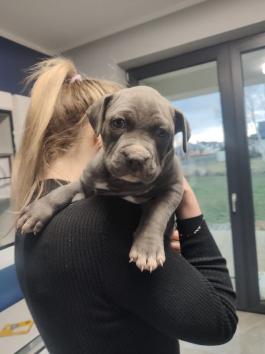 American Staffordshire Terrier czyli Amstaff Blue