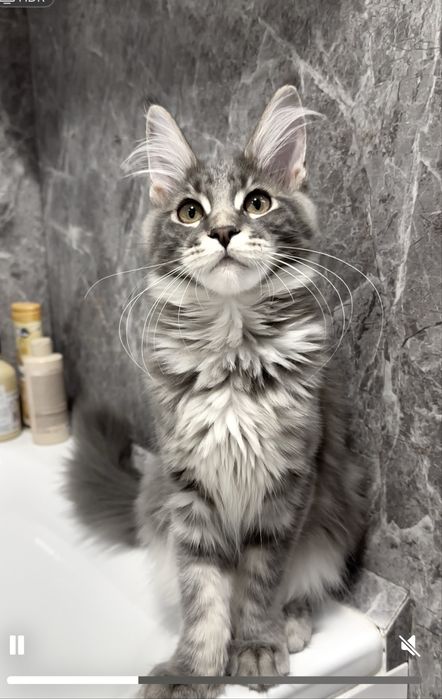 Мейн кун блакитна таббі