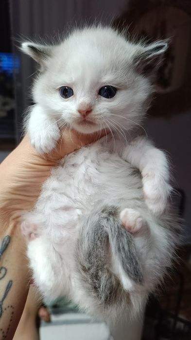 Kotka ragdoll blue bicolor