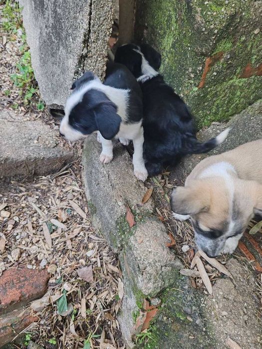 cachorrinhos para adopção por quem tiver condições económicas