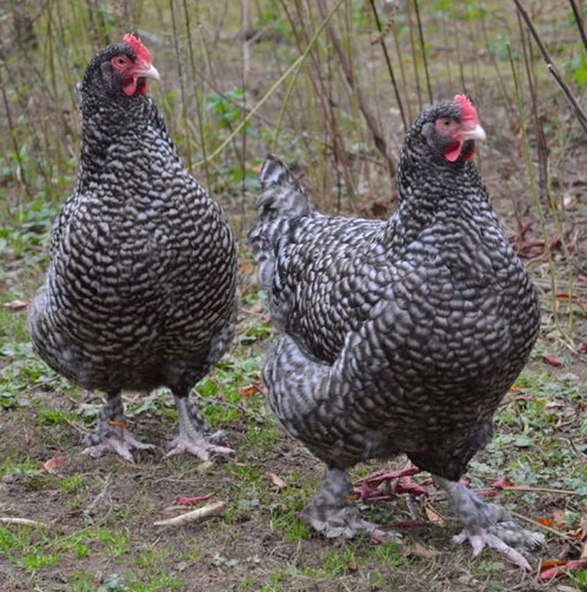 ovos galados de galinhas maline as realmente verdadeiras patas brancas