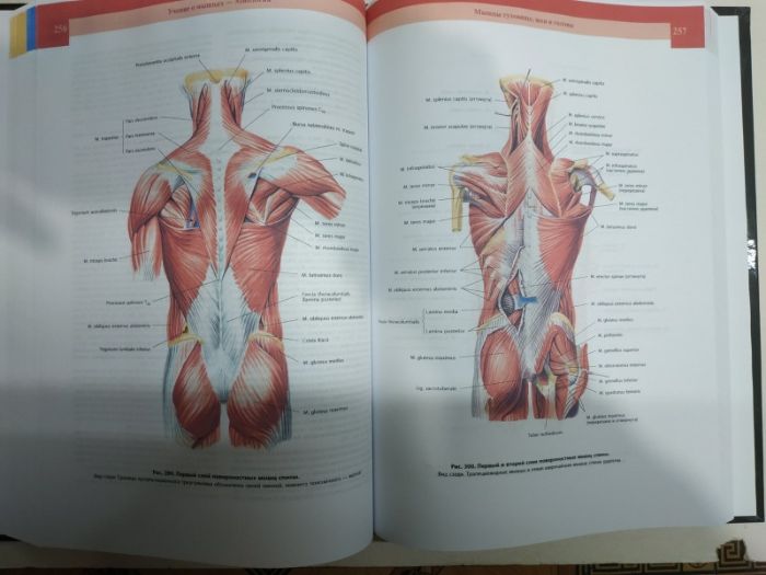 Атлас анатомии человека" в 4-х томах Синельников Р.Д. 2019г.