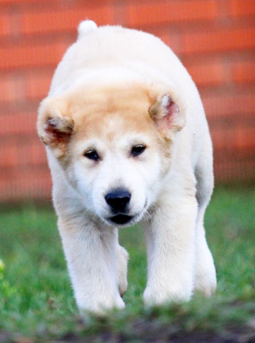 Дівчинка - вовкодав.  Таяна.