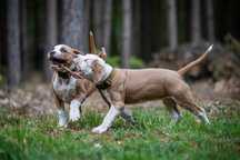 Amstaff FCI po Championach błękitno-płowa suczka SOLIS