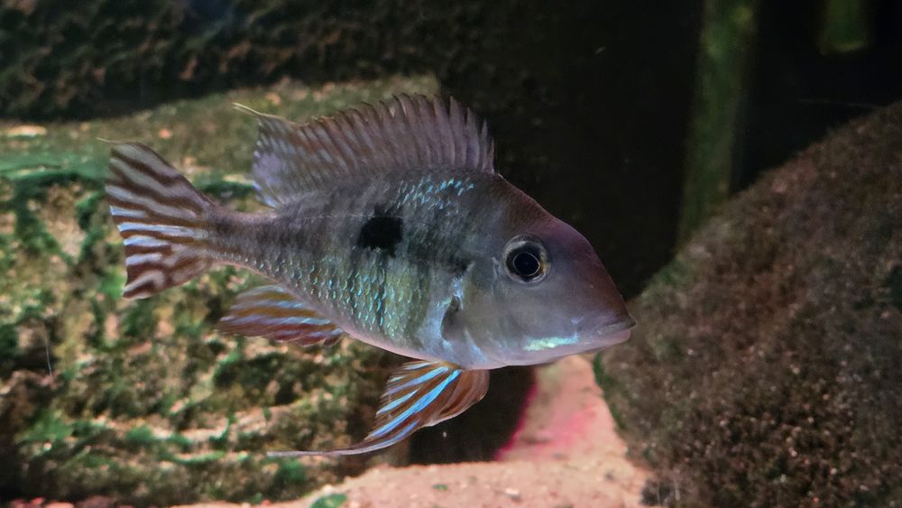 ZIEMIOJAD RED HEAD TAPAJOS

Nazwa łacińska: Geophagus sp. Red Head Tap
