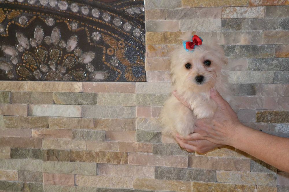 Maltańczyk maltańczyk.  piesek