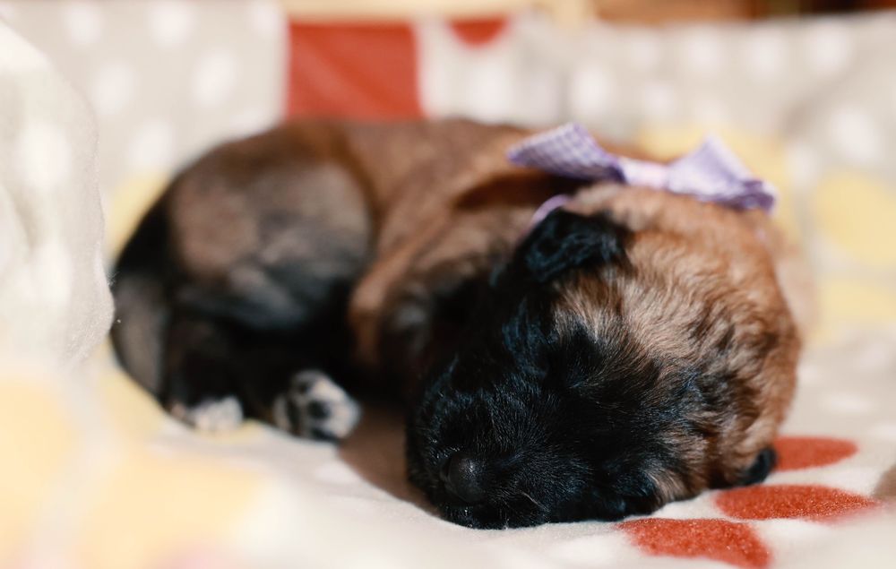 Cachorro, cães Serra da Estrela