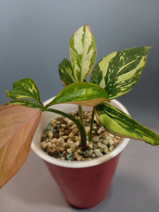 Syngonium Red Spot Tricolor