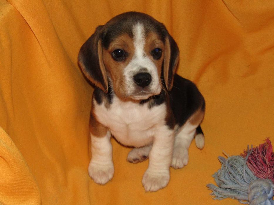Macho Beagle Tricolor pequeno porte, com LOP/Pedigree/Afixo.