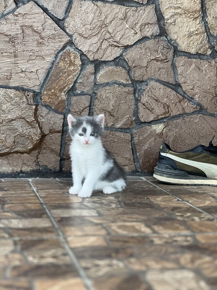 Котик дівчинка біло сірий