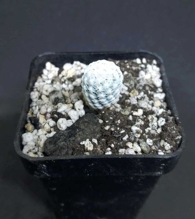 Пропоную екзотичні рослини