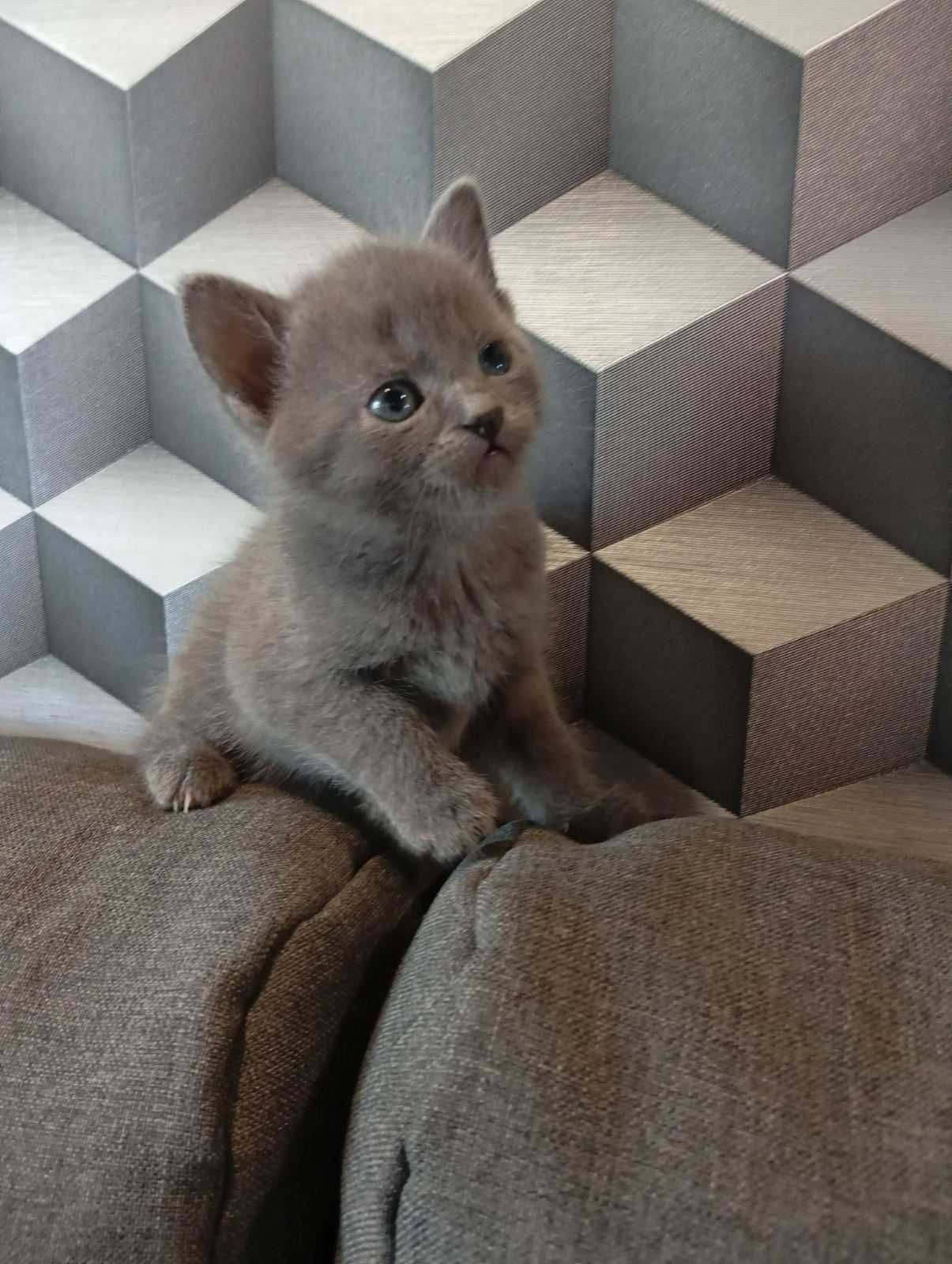 Кошенятка, 3 дівчинки, 1 хлопчик. Папа шотландець, мама наполовину.