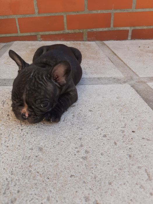 Buldog Francês brindle