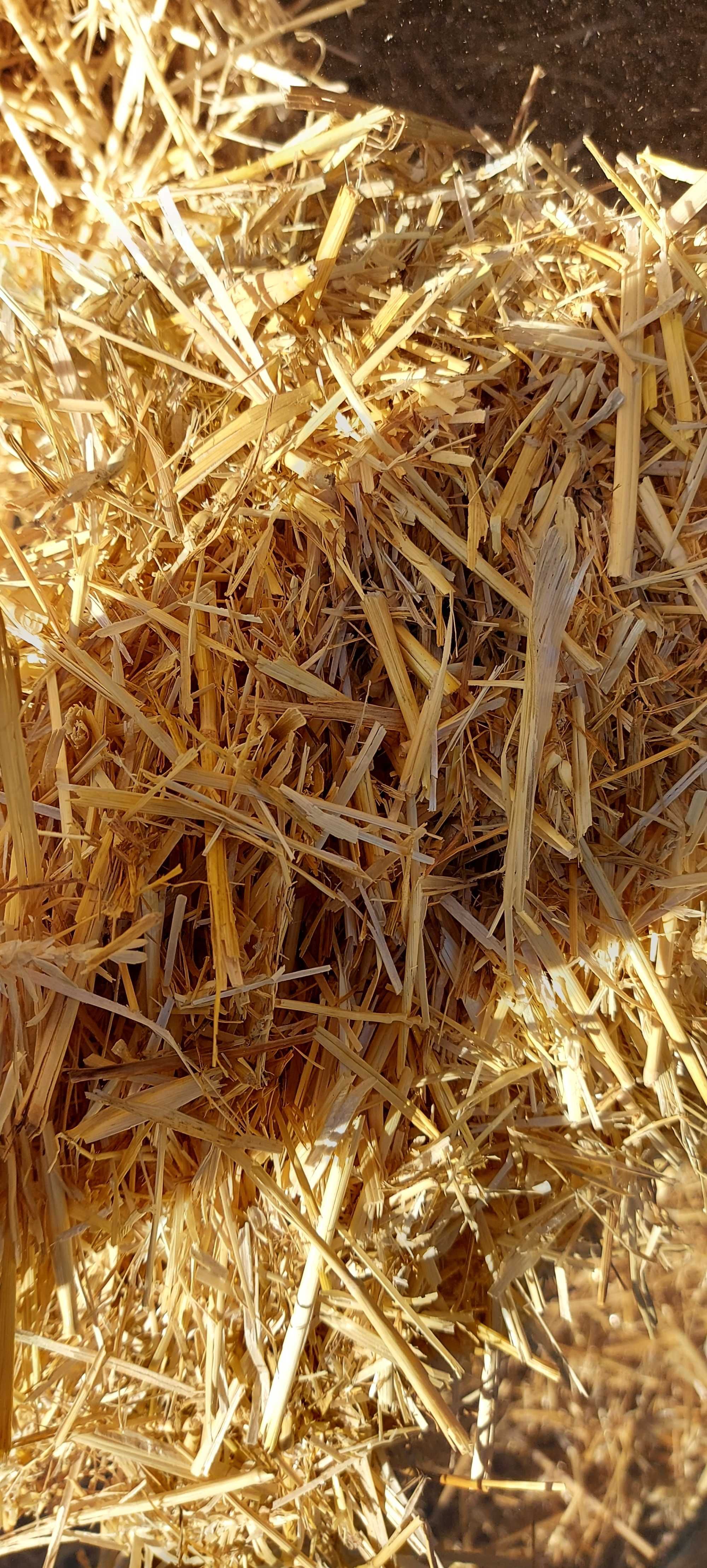 Palha de trigo ou cevada
