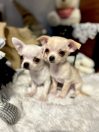 Chihuahua szczeniaki mini beżowy piesek