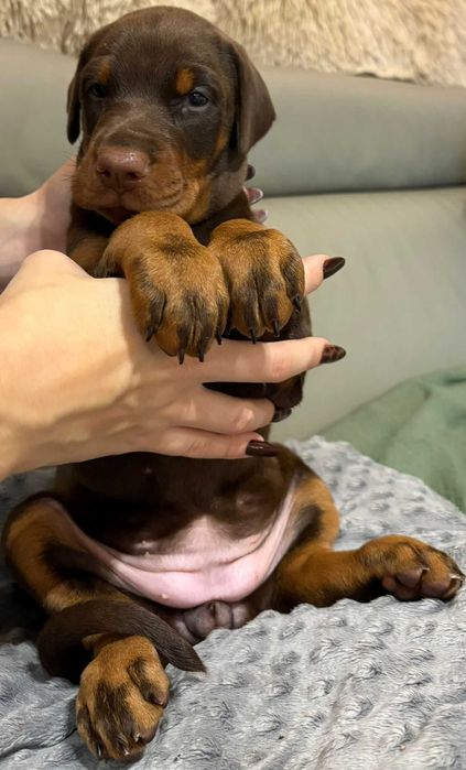 DOBERMAN dziewczynka na sprzedaż FCI