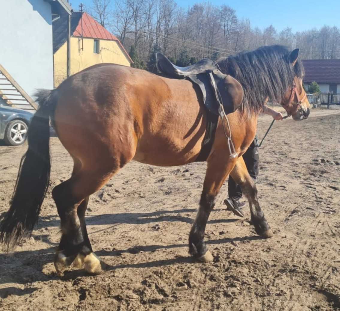 Dwa lata źrebak .