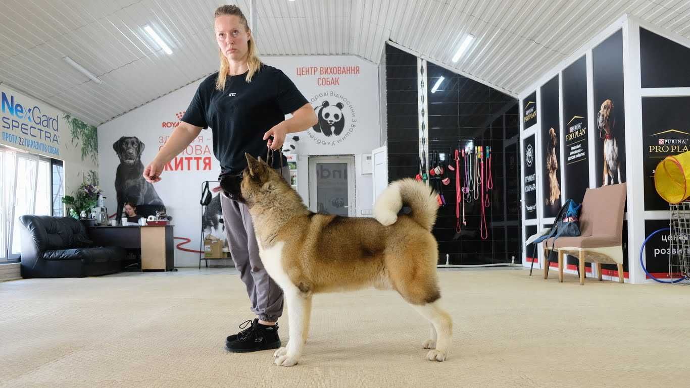 Цуценя акіти від батьків імпорт Англія
