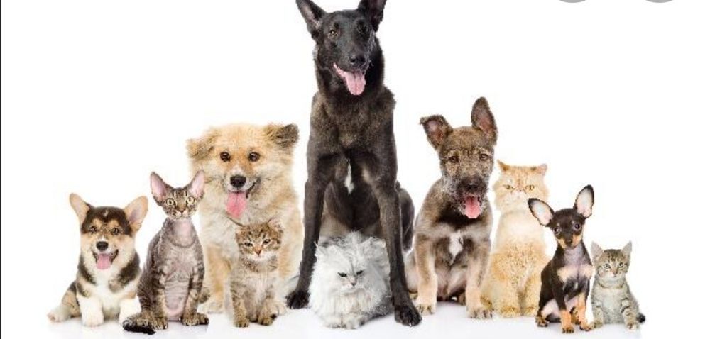 Pet sitting ao domicílio ou em casa própria