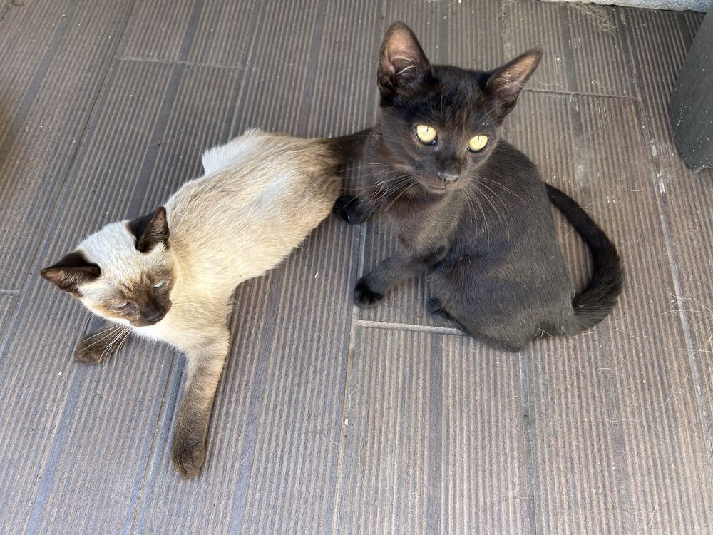 Gatinhos para adoptar.
