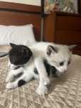 Gatinhos bebés prontos a adotar