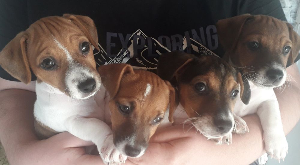 Продаю щенков Джек Рассел