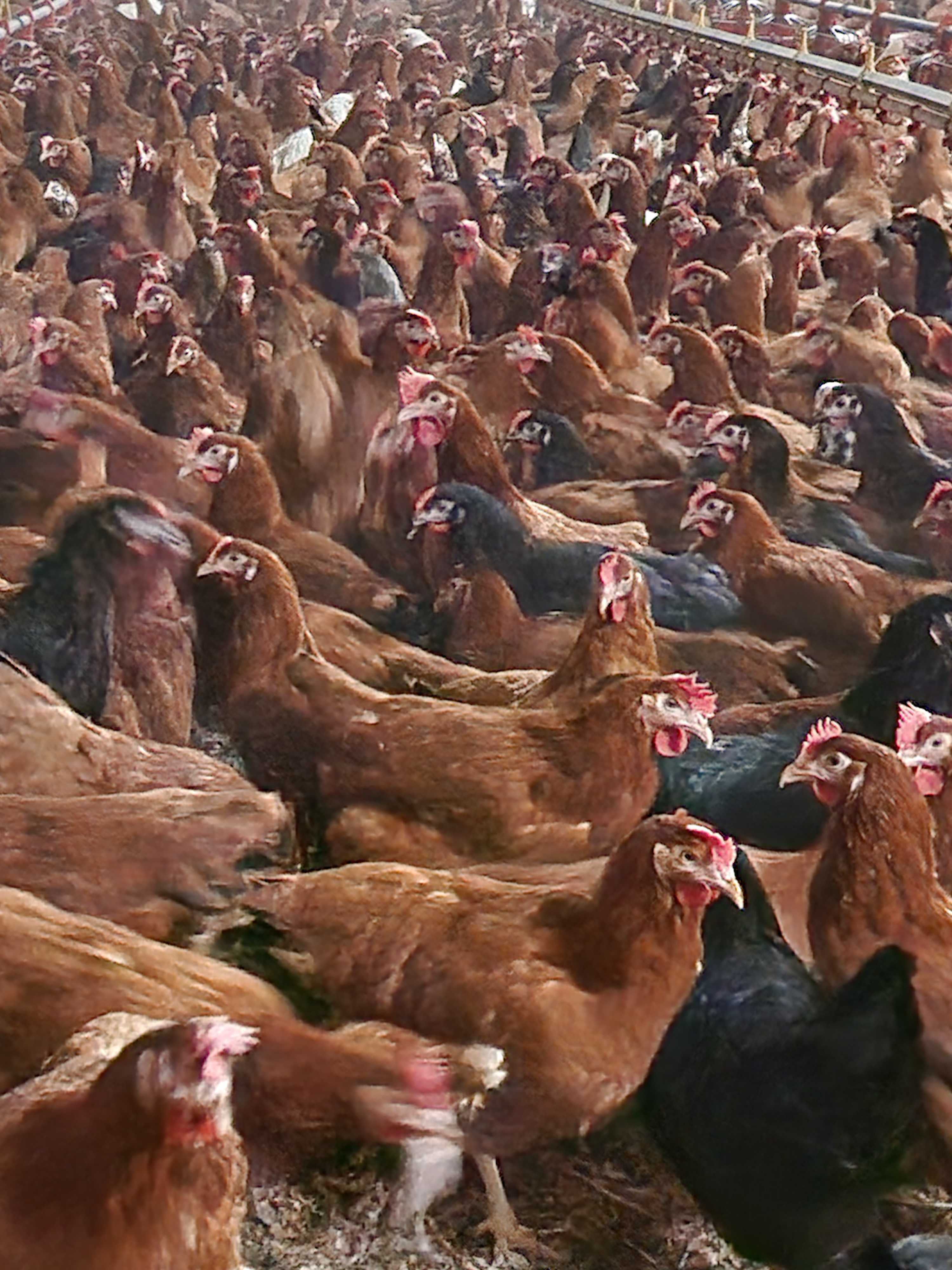 Kury Nioski Leghorn Sussex prosto od hodowcy ! Kurki młode z jajkiem !