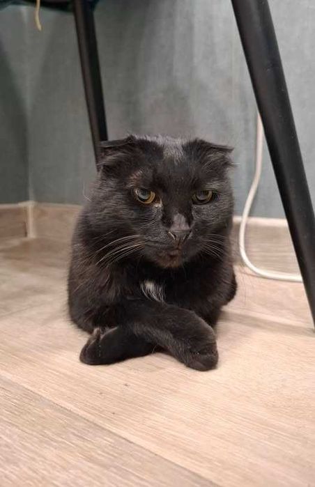 Друге життя  для Аліси