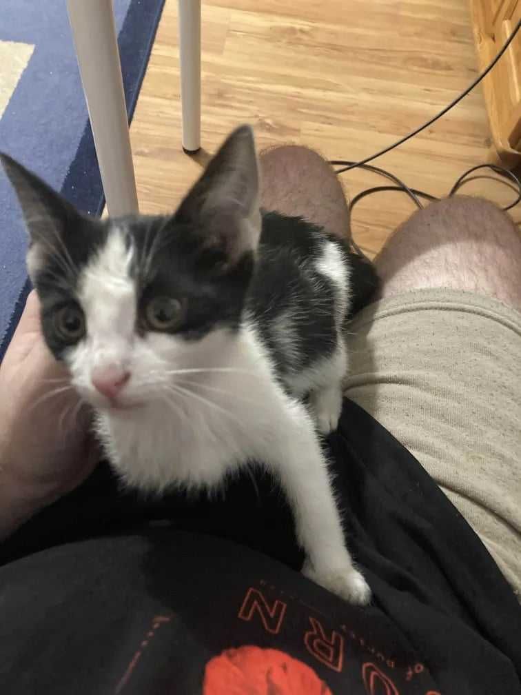 Kotek do adopcji