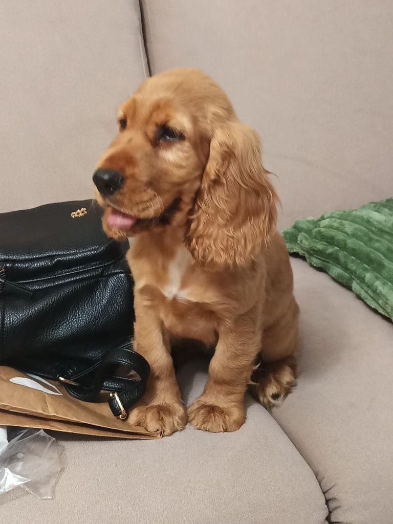 Suczka Cocker spaniel angielski