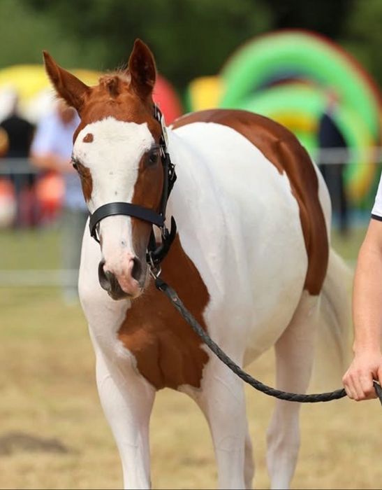 Ogier ogierek roczny małopolski srokaty piękny