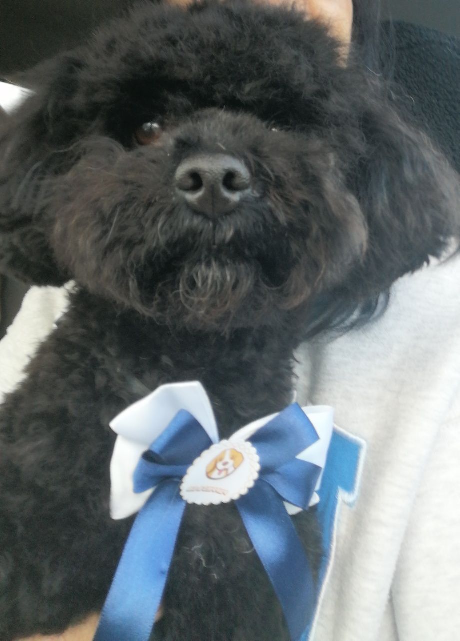 Caniche toy acasalar