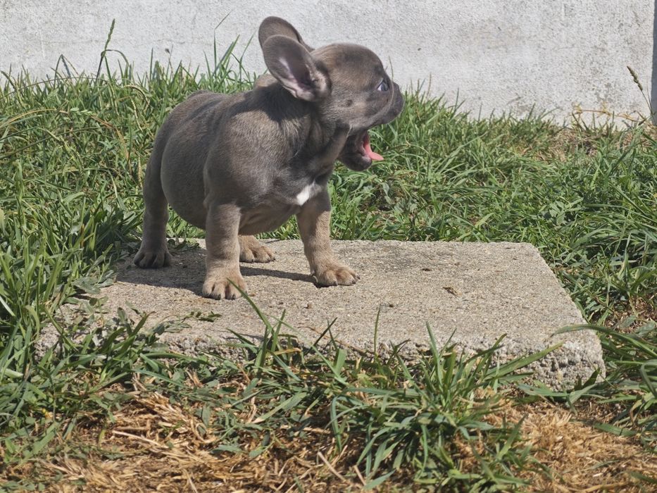 Bulldog frances  blue tan femea