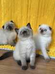 Kocięta szkocki (scottish fold, scottish straight)