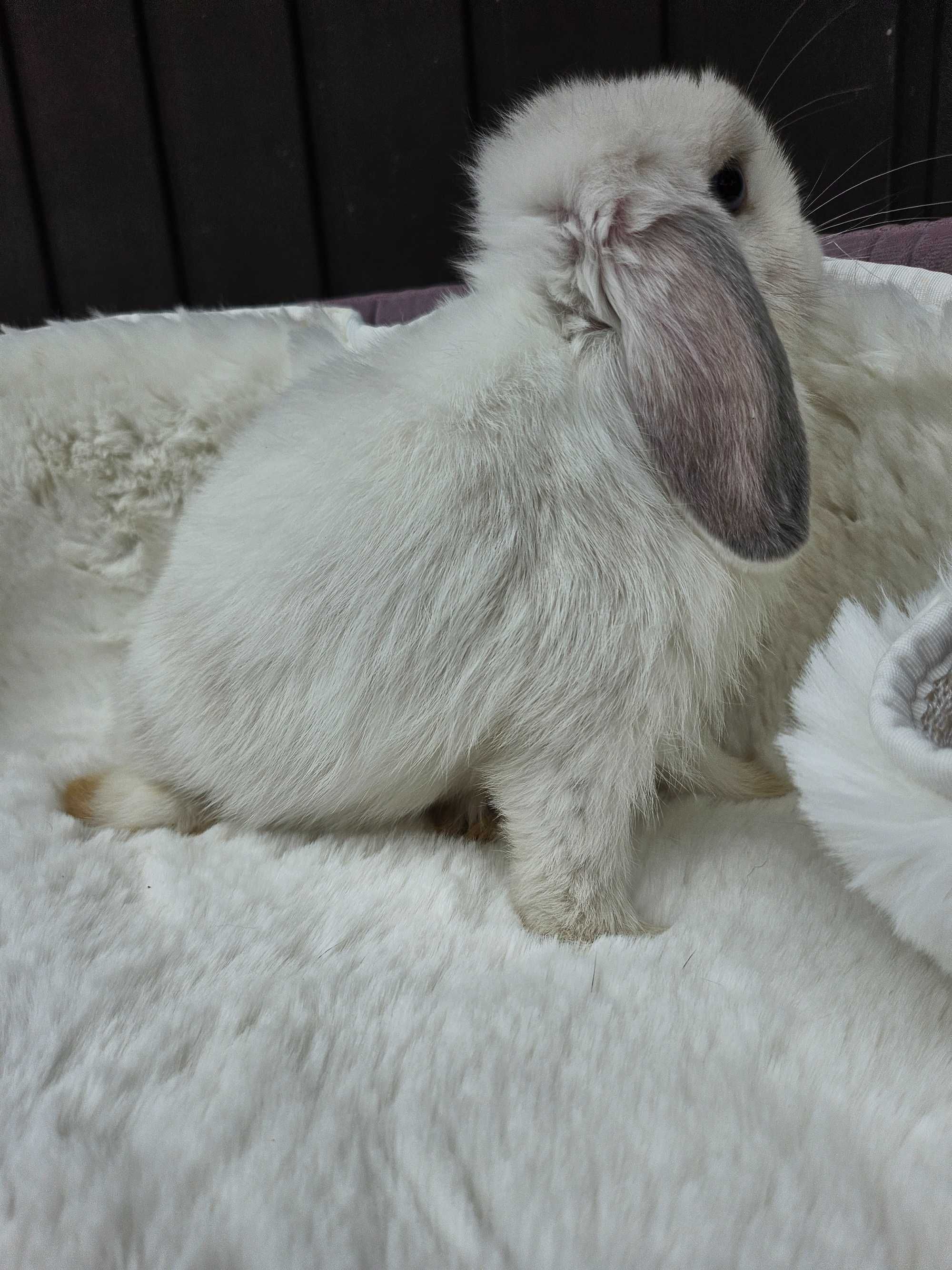 Króliki Mini Lop LIKWIDACJA HODOWLI hodowle zarejestrowane
